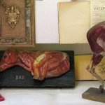 Anatómiai szobrok az Állatorvostörténeti Gyűjteményben