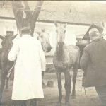 A keszthelyi lókórház 1918-ban