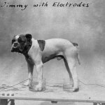 Jimmy with electrodes (Source: Wellcome Collection)