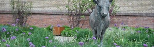 Domokos Béla: Csatlós, magyar szürke bika szobra az egyetem kertjében